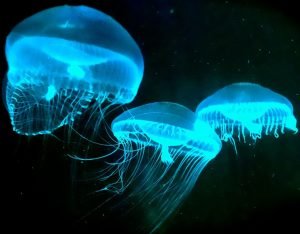 twitter-bioluminescence_0